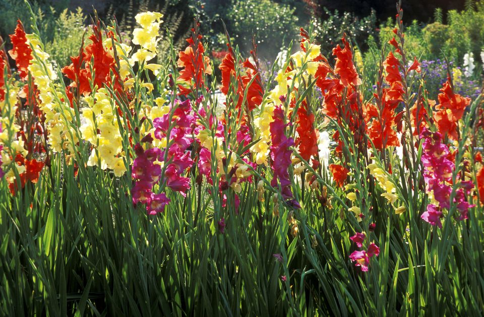 gladioli flowers