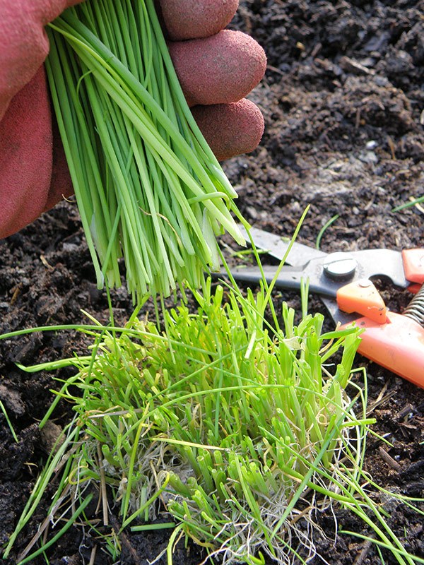 harvesting chives