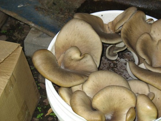 mushrooms in bucket