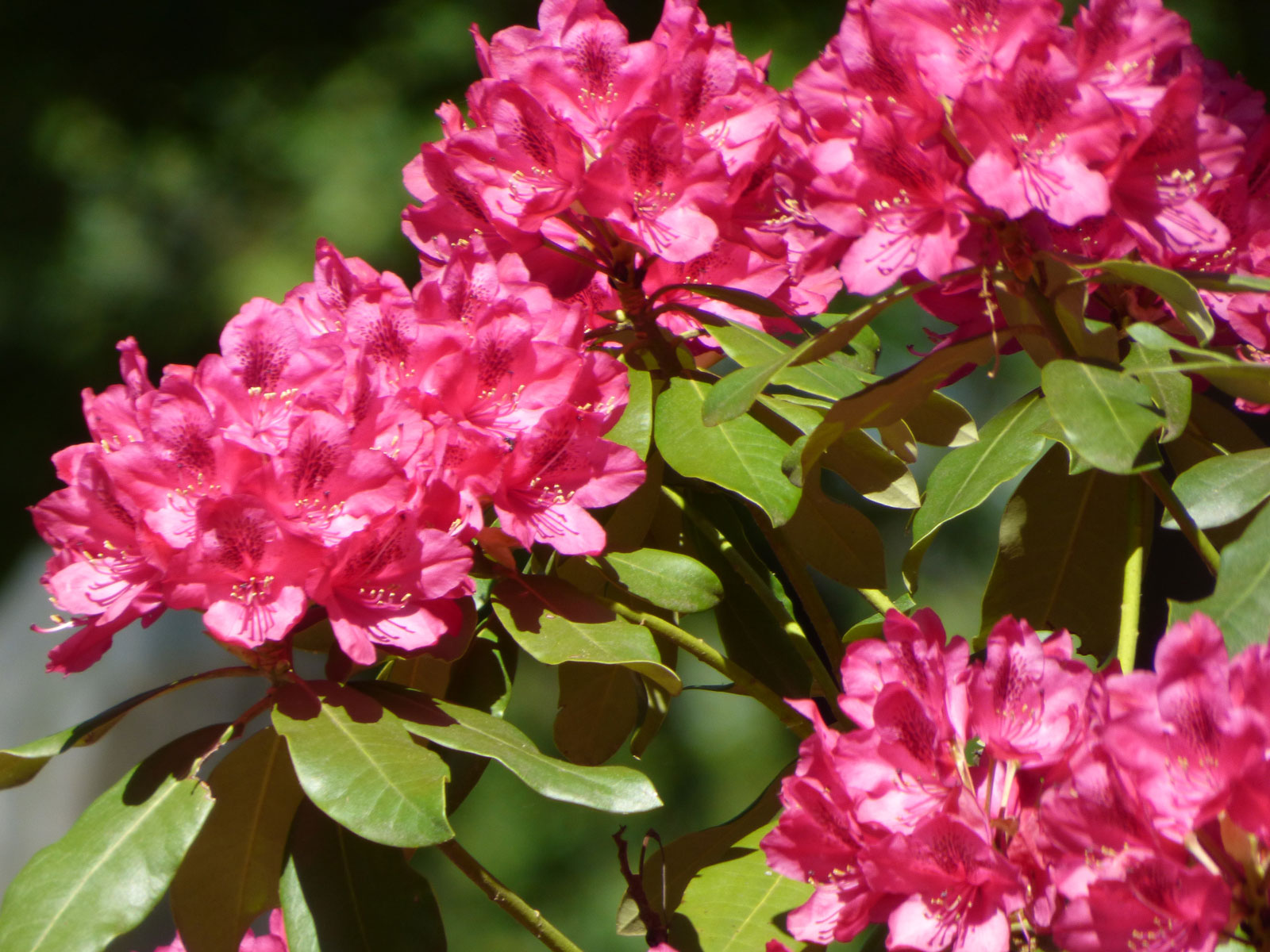 How to Plant Rhododendrons in Your Garden Plant Instructions