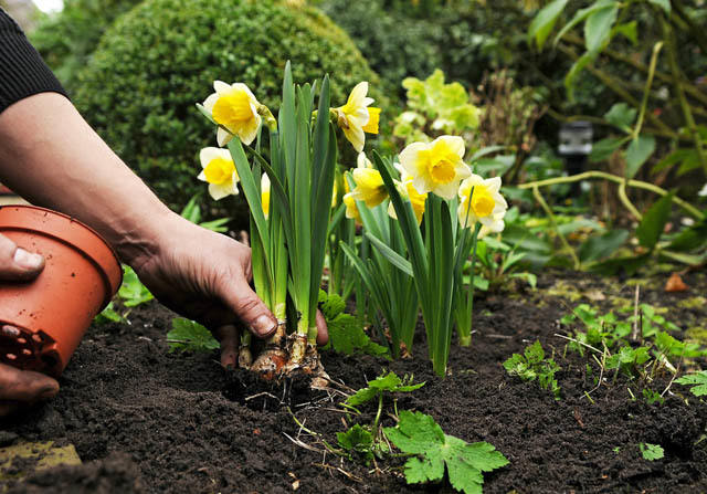 planting flower bulbs