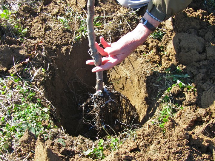 planting fruit trees