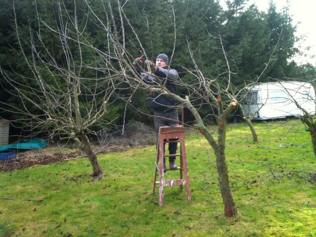 pruning apple trees