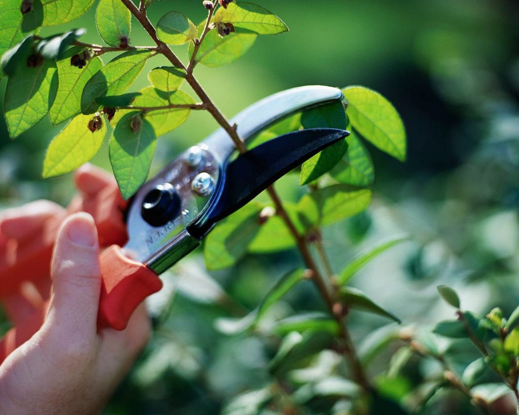 pruning dead branches