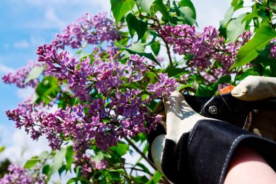 pruning lilacs