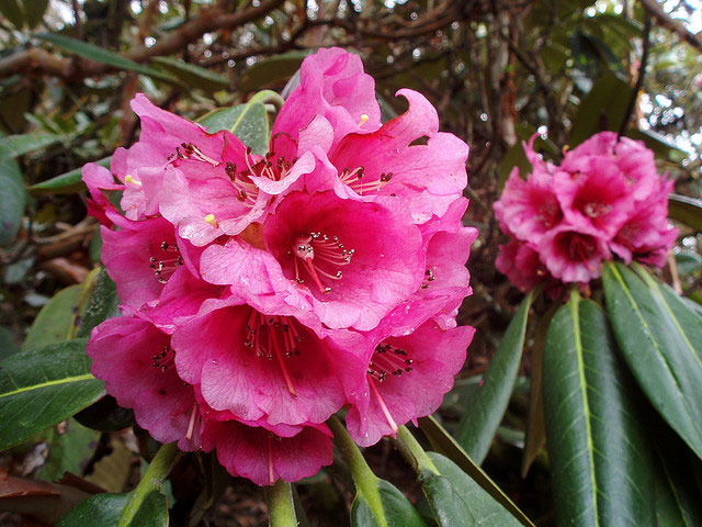 rhododendrons