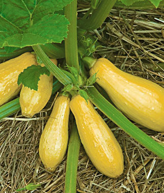 summer squash