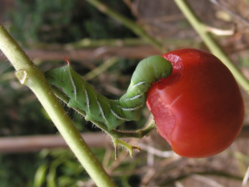 tomato hornworm