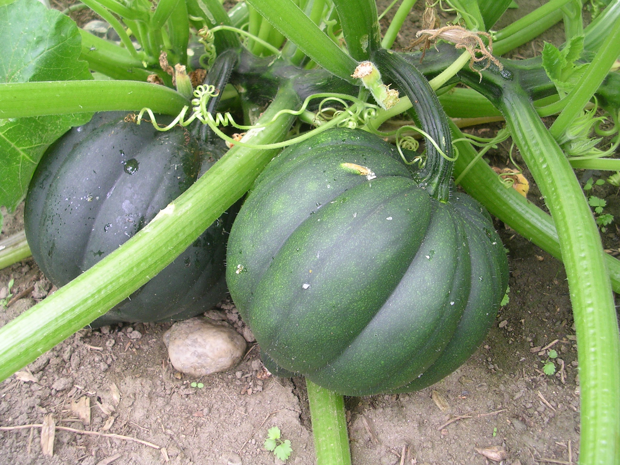 summer squash seedling