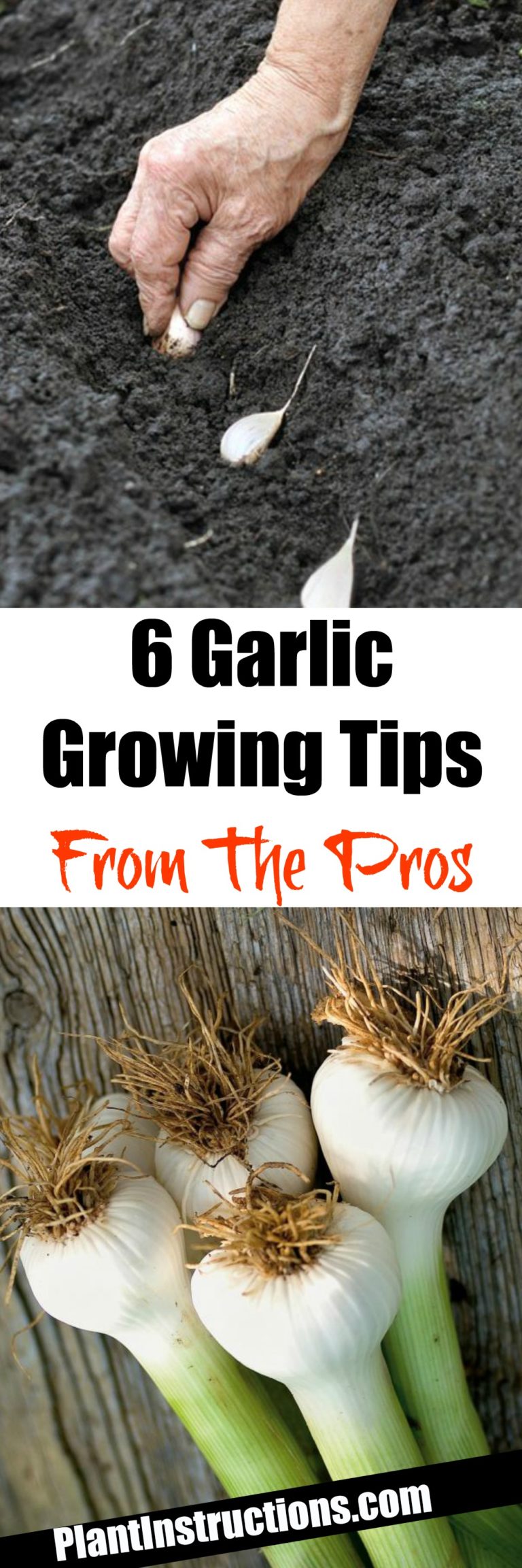 When is the best time to plant garlic Idea