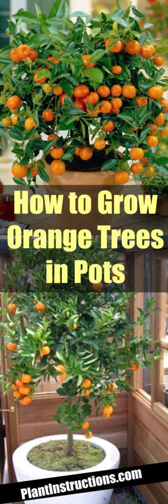 Grow Orange Trees in Pots