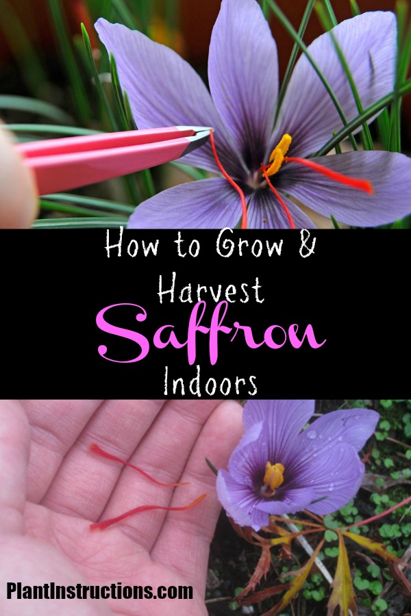 Grow Saffron Indoors