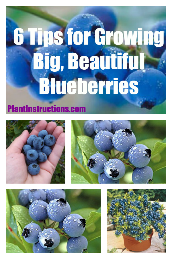 Growing Blueberries