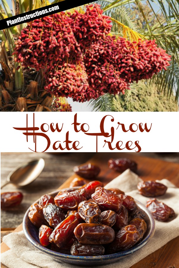 How to Grow Date Trees