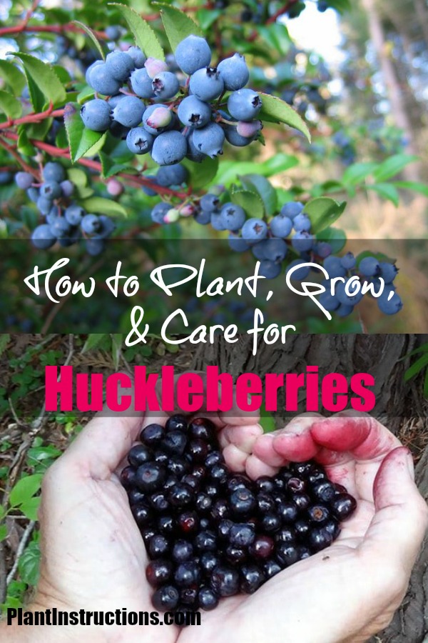 How to Grow Huckleberries