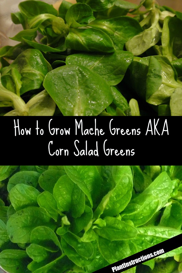 How to Grow Mâche