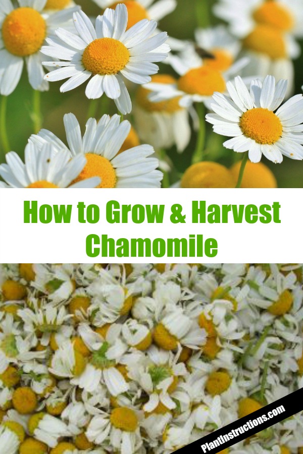 How to Grow and Harvest Chamomile