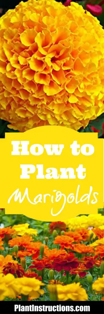 How to Plant Marigolds