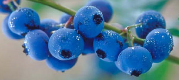 blueberries