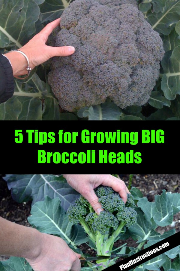 broccoli growing tips