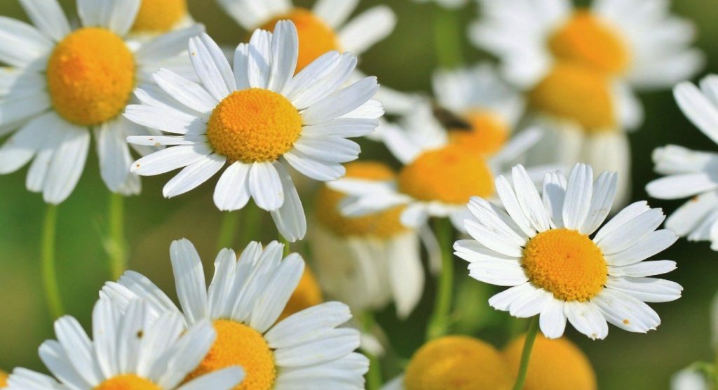 chamomile flowers