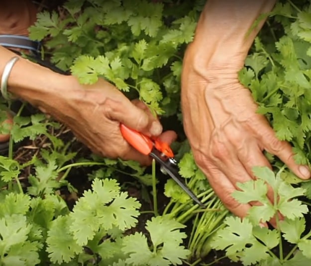 how to grow cilantro indoors