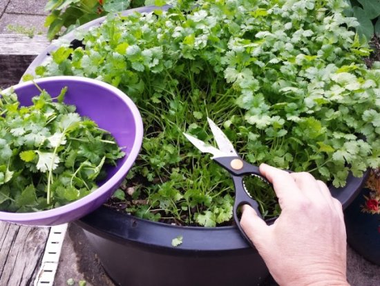 cilantro harvest