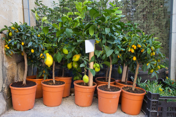 How to Grow Orange Trees in Pots