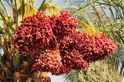 date palm