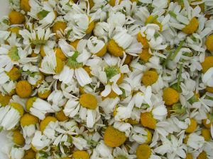 dried chamomile