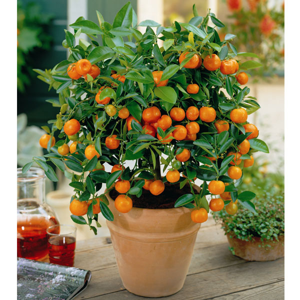 Dwarf Citrus Trees Plant Instructions