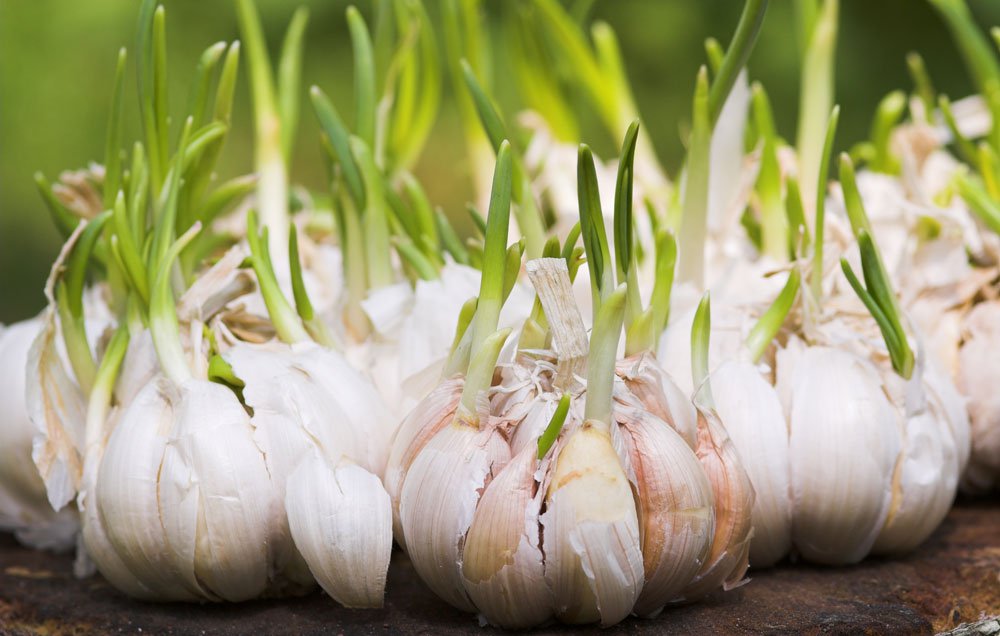 6 Garlic Growing Tips From the Pros Plant Instructions