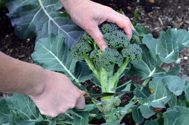 harvesting broccoli