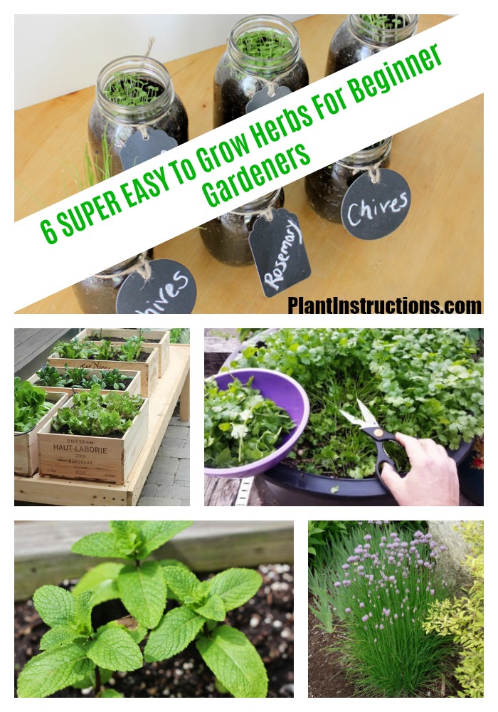 herbs for beginner gardeners