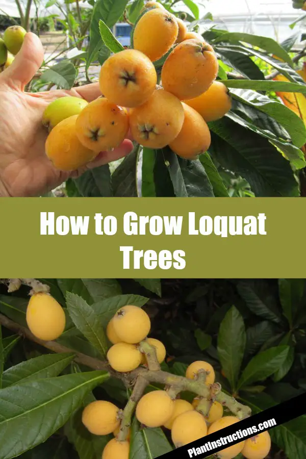 how to grow loquat trees