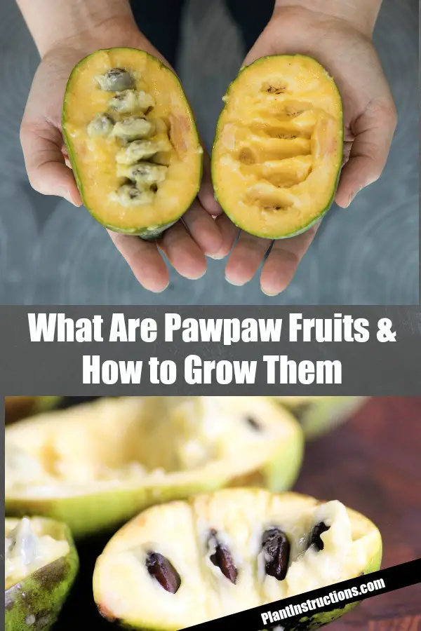 how to grow pawpaw fruits