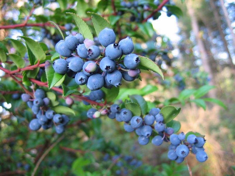 huckleberries