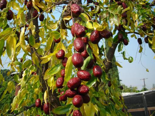 jujube fruit