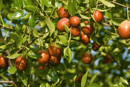 jujube tree