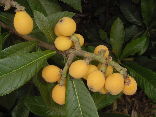 loquat tree