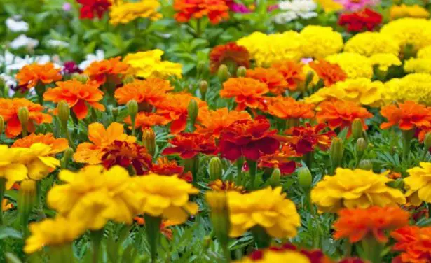 How To Plant Marigolds In Your Garden - Plant Instructions