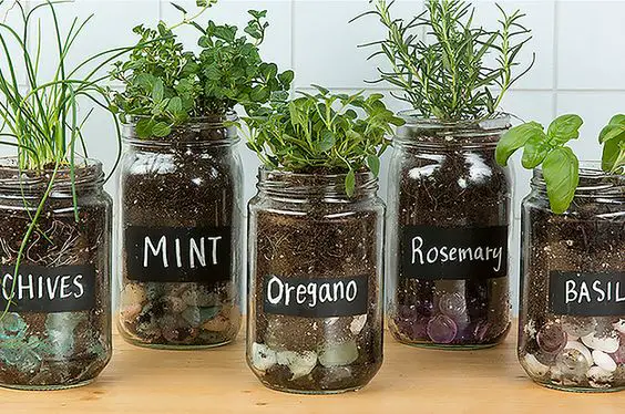 Diy Mason Jar Herb Garden Plant, How To Start A Herb Garden For Beginners