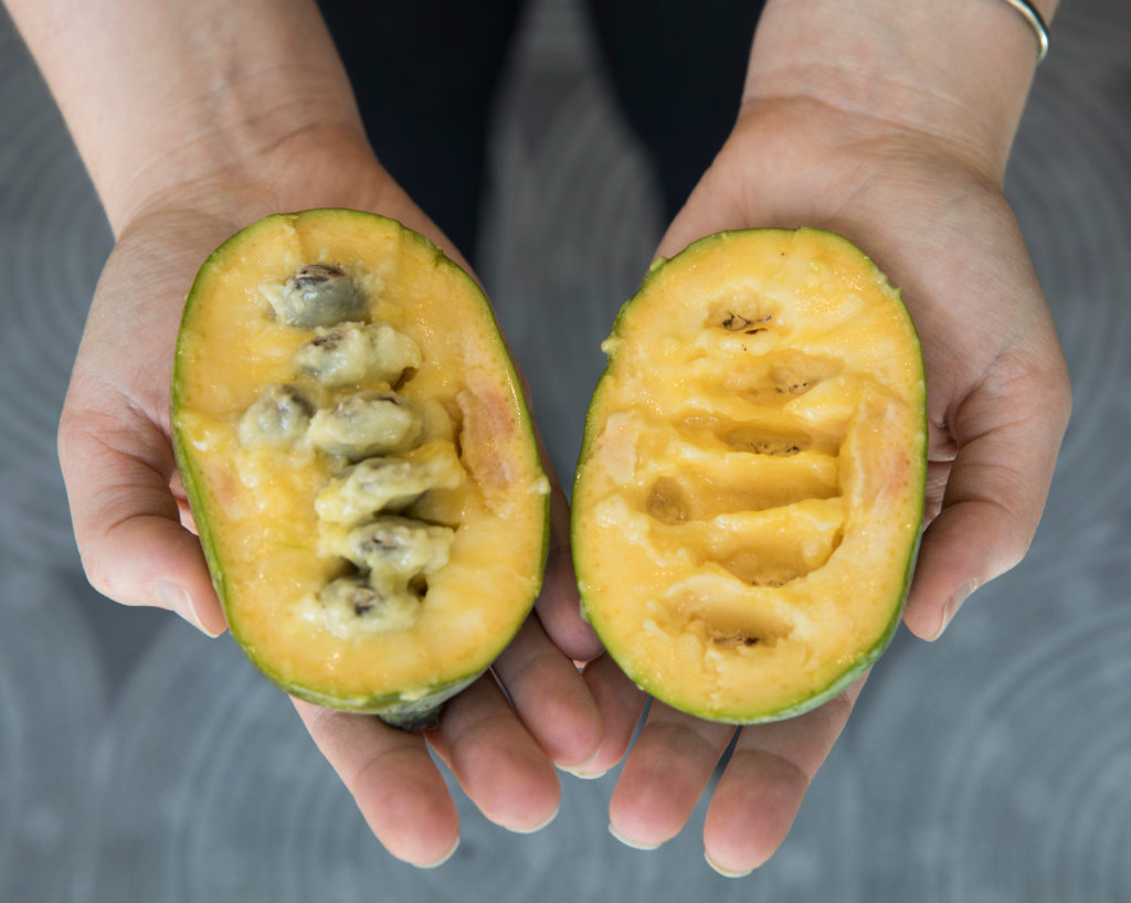 pawpaws fruits that grow in shade