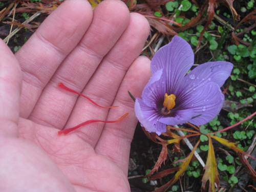 saffron plant