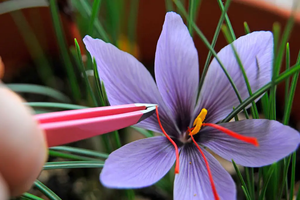 How To Grow Saffron Indoors Plant Instructions