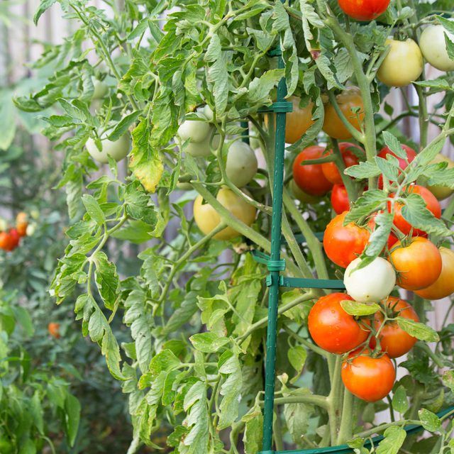 single stake tomatoes