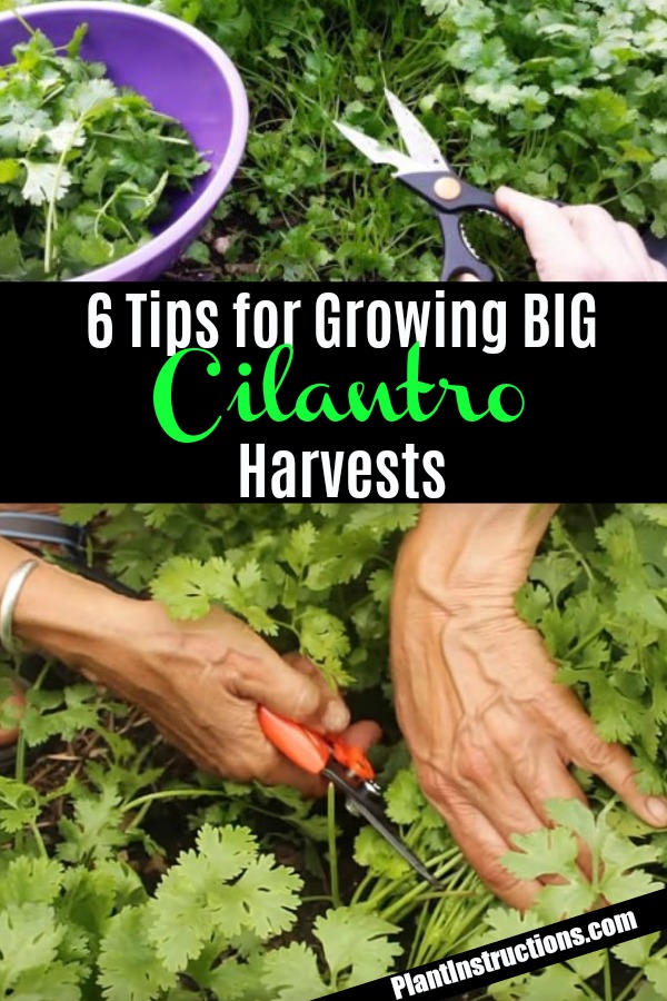 tips for growing cilantro