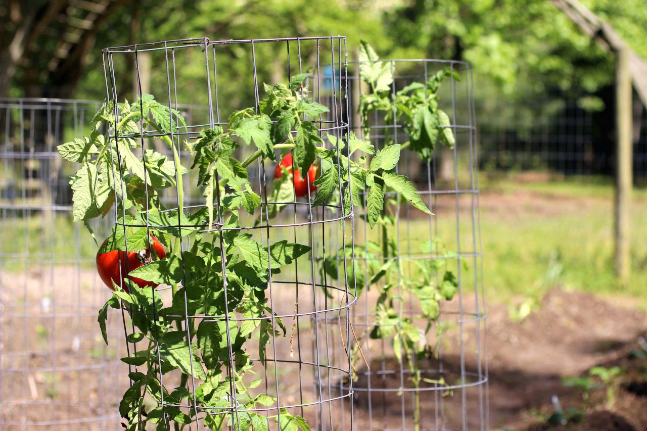 5 Ways to Stake Tomatoes for a Bountiful Tomato Harvest
