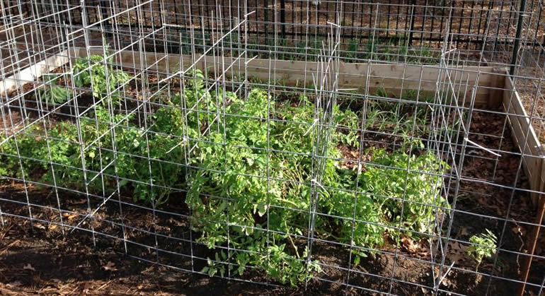 tomato fence panel