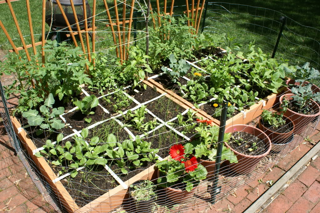 veggie garden